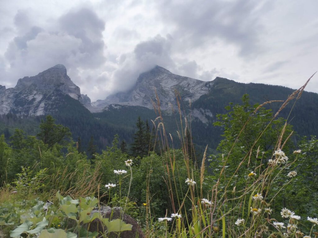 Foto Bergwiese im Vordergund, im Hintergrund Bergmassiv.