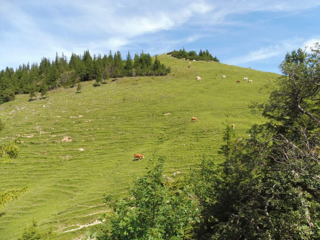 Foto Bergwiese mit Kühen.