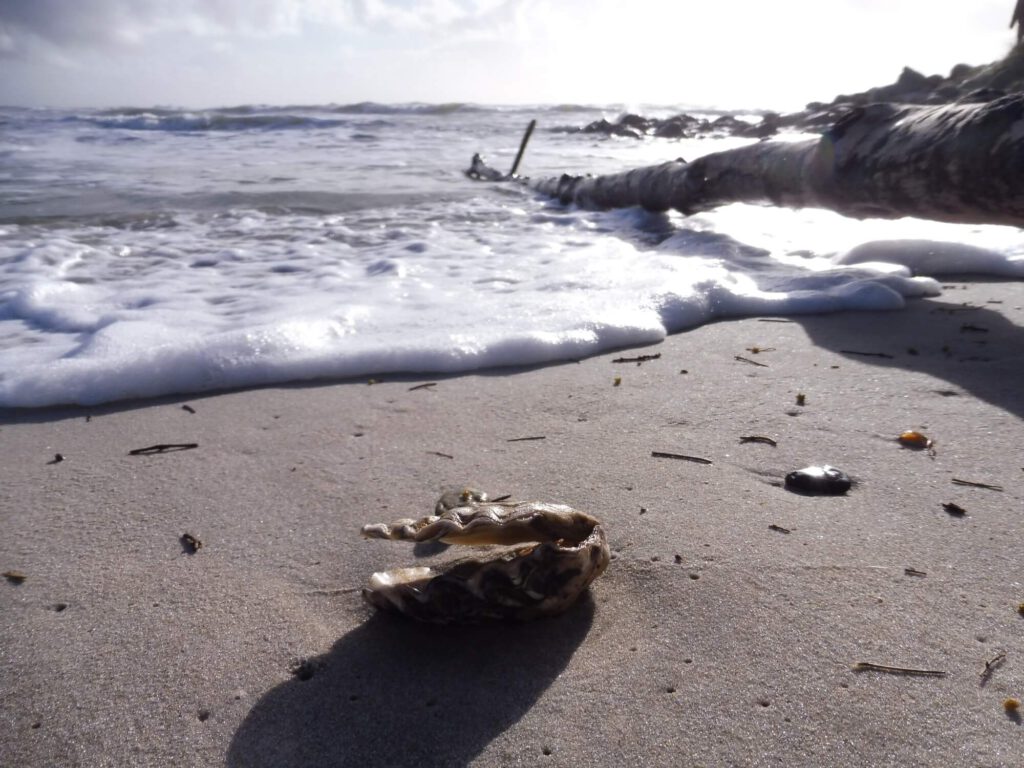 Foto einer Muschel im Sand am Meer. Dahinter das rauschende Meer.