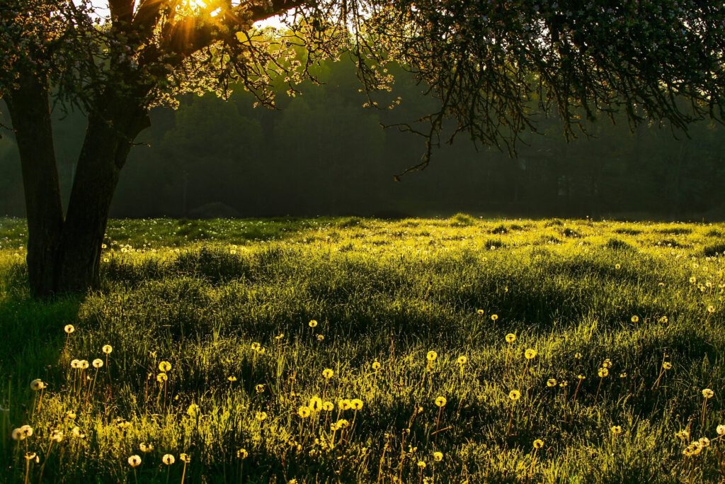 Bild einer Frühlingslandschaft in der untergehenden Sonne. Die Natur ist geprägt durch Rhythmen wie Jahres- und Tageszeiten.