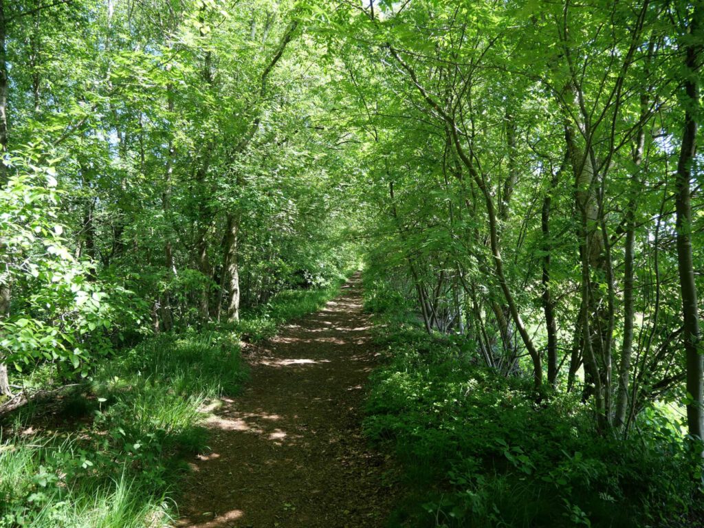 Bild eines natürlichen Waldweges.