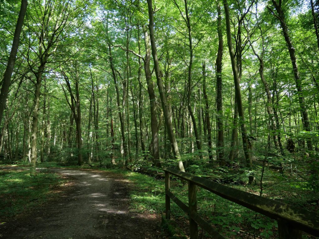 Bild eines natürlichen Waldweges, der über eine kleine Holzbrücke verläuft.