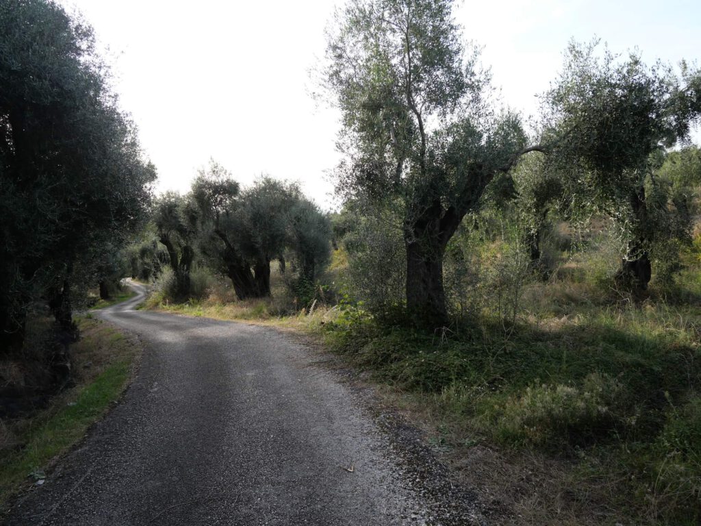Ein Weg schlängelt sich durch einen Olivenhain.