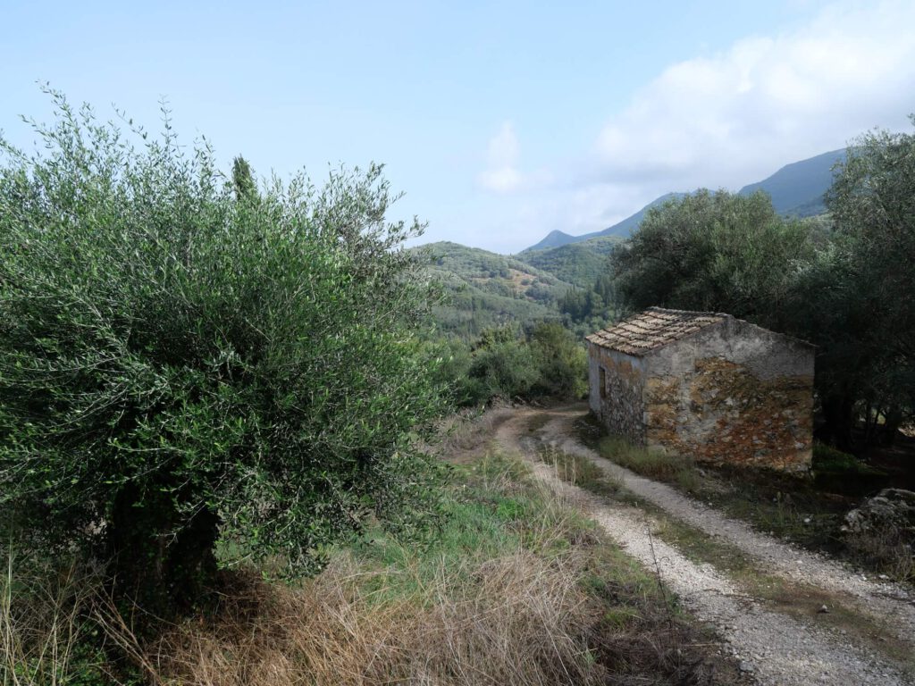 Weg durch einen Olivenhain, rechts steht ein alter Schuppen.