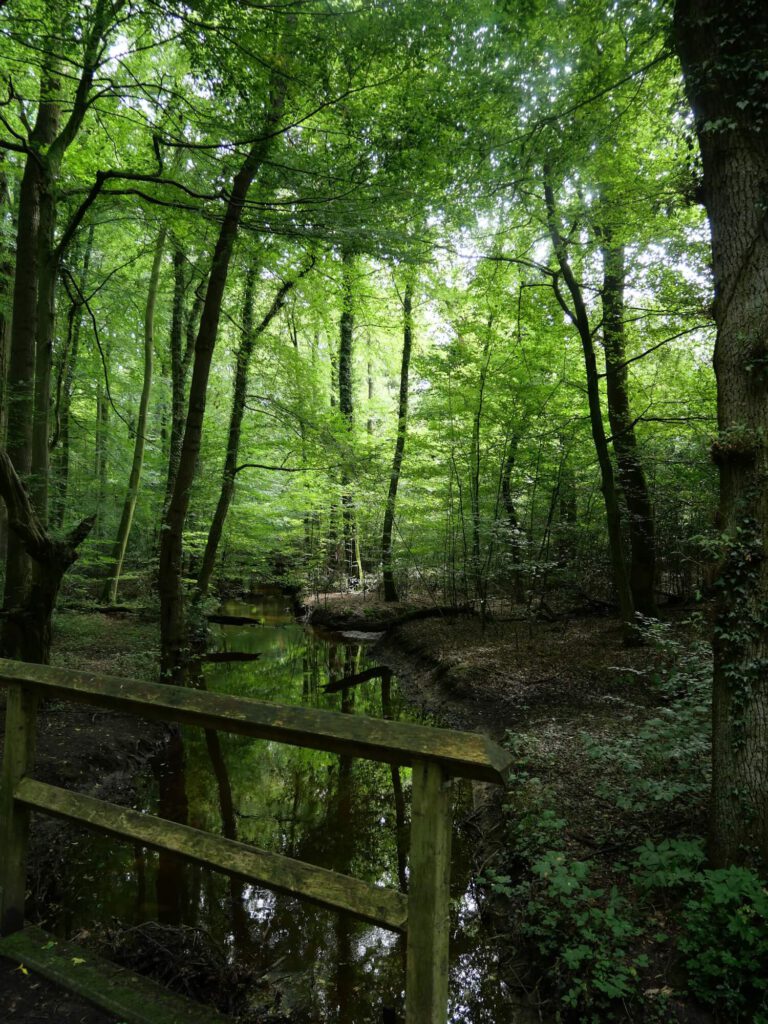 Leben im Fluss. Foto eines Baches im grünen Wald mit einem hölzernen Brückengeländer im Vordergrund.