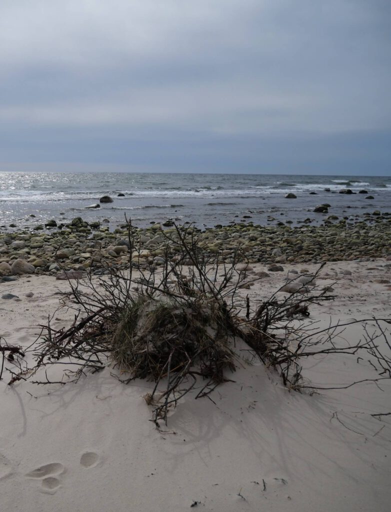 Szene am Meer, im Vordergrund Zweige und Äste mit Gras und Sand umspült, im HIntergrund das Meer.