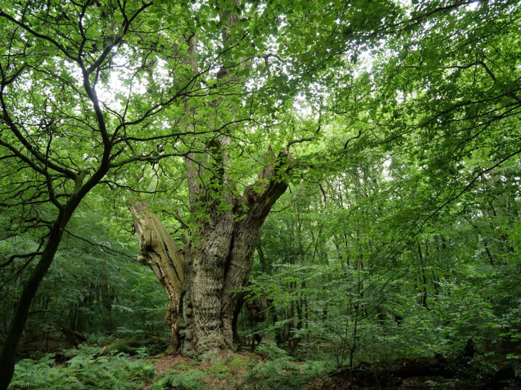Foto einer 1000jährigen knorrigen Eiche in einem grünen Laubwald.