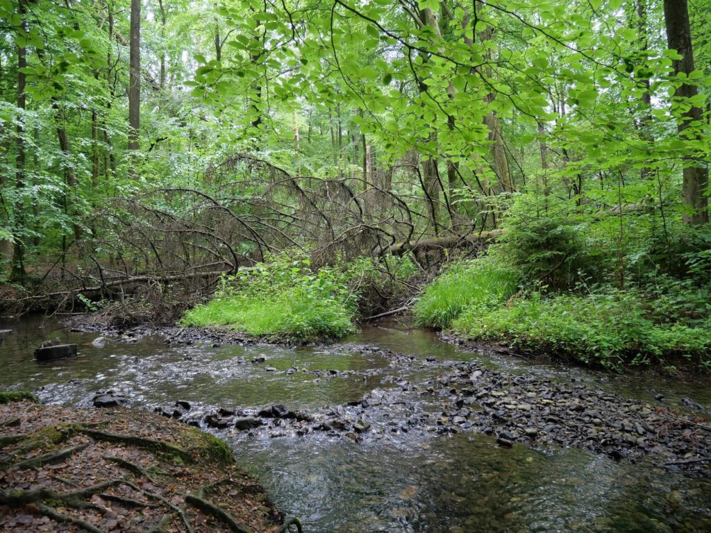 Waldumbau Phase 3: Intakter naturnaher Wald. Foto Volker Schwolow.