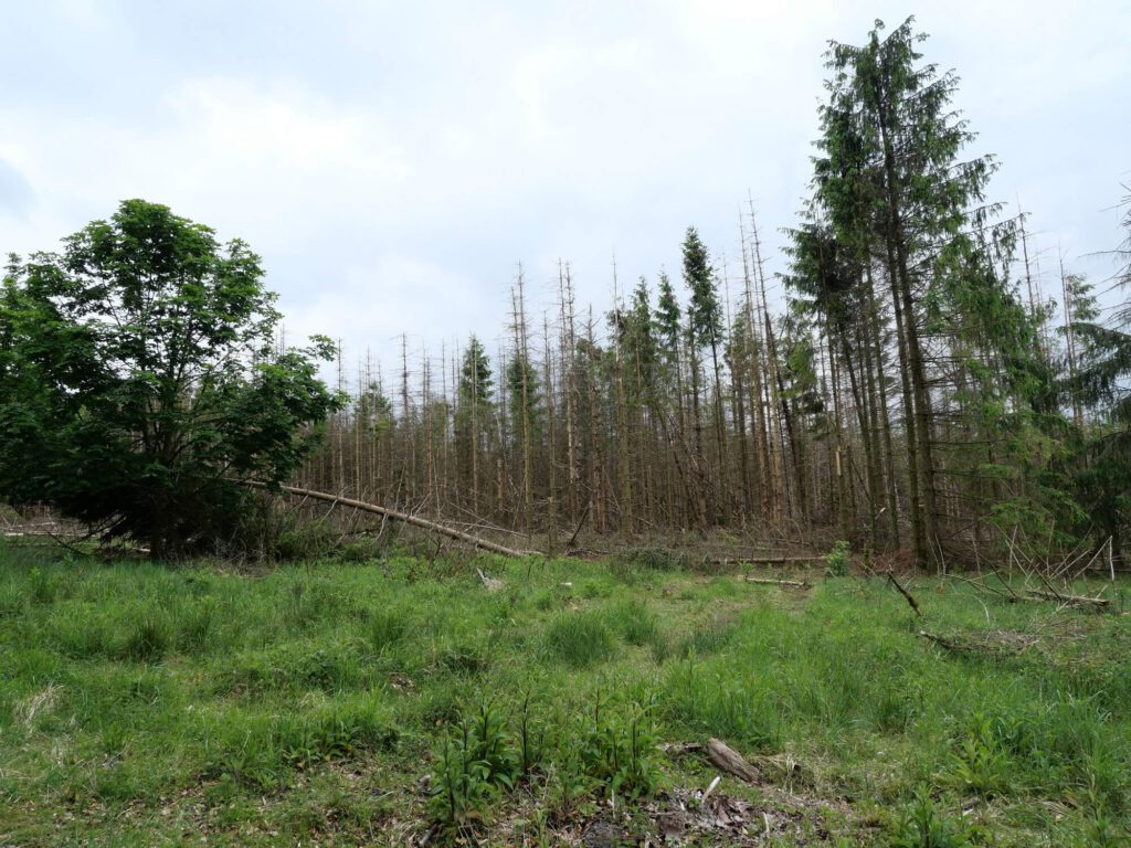 Lebensumbau nach dem Vorbild Wald, Phase 1: Toter Fichtenwald mit noch einigen wenigen lebenden Fichten im Sterben. Foto Volker Schwolow.