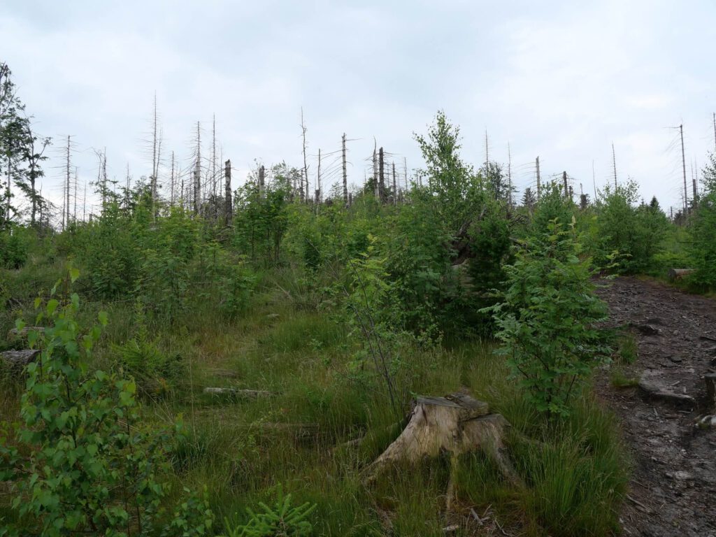 Lebensumbau nach dem Vorbild Wald, Phase 2: Zwischen übriggebliebenen stehenden toten Fichten wachsen erste Pionierbäume. Foto Volker Schwolow.