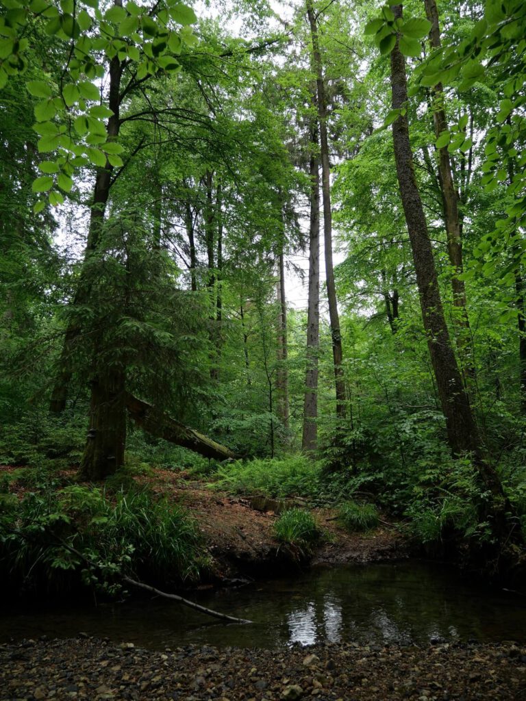 Lebensumbau nach dem Vorbild Wald, Phase 3: intakter naturnaher Wald. Foto Volker Schwolow.