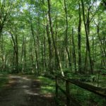 Lebensumbau nach dem Vorbild Wald: Foto eines intakten naturnahen Waldes von Volker Schwolow.