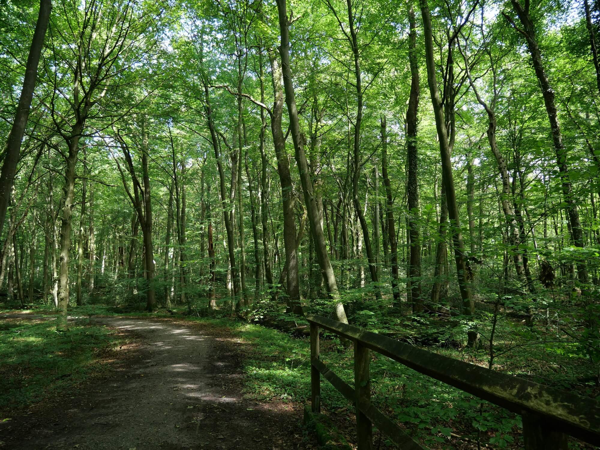 Lebensumbau nach dem Vorbild Wald