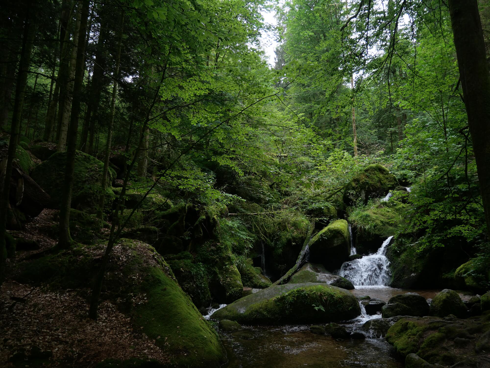 Foto von Volker Schwolow Wald mit Wasserfall.