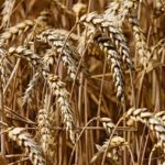 Bild reifes Ähren symbolisch für Erntedank; Quelle: Pixabay