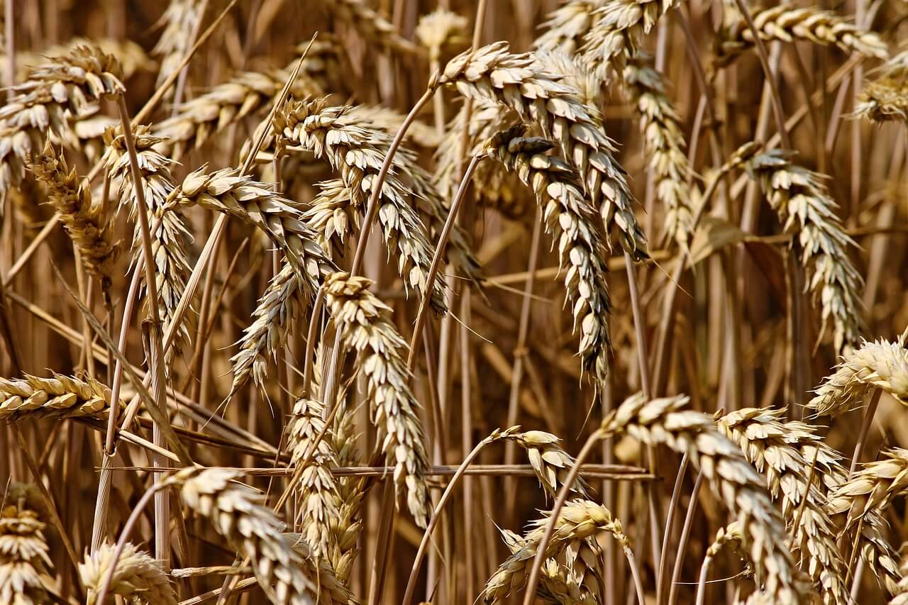 Erntedank: bewusst und dankbar genießen