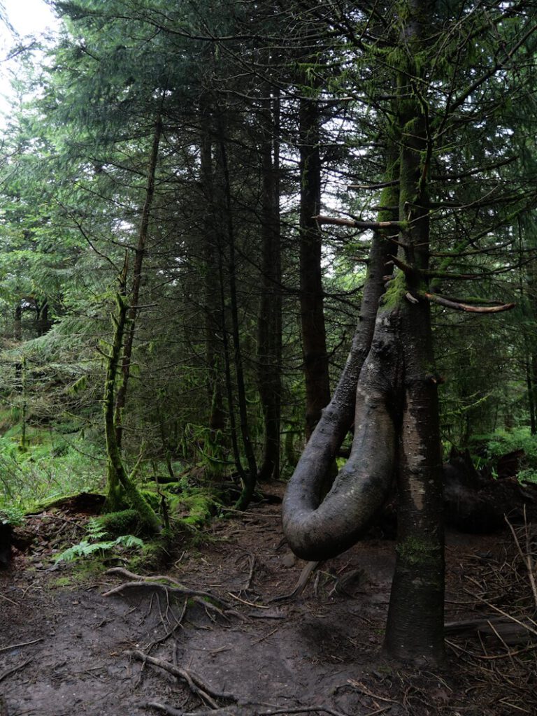 Was Zeit heilt alle Wunden bedeuten kann zeigt dieser Baum eindrücklich.