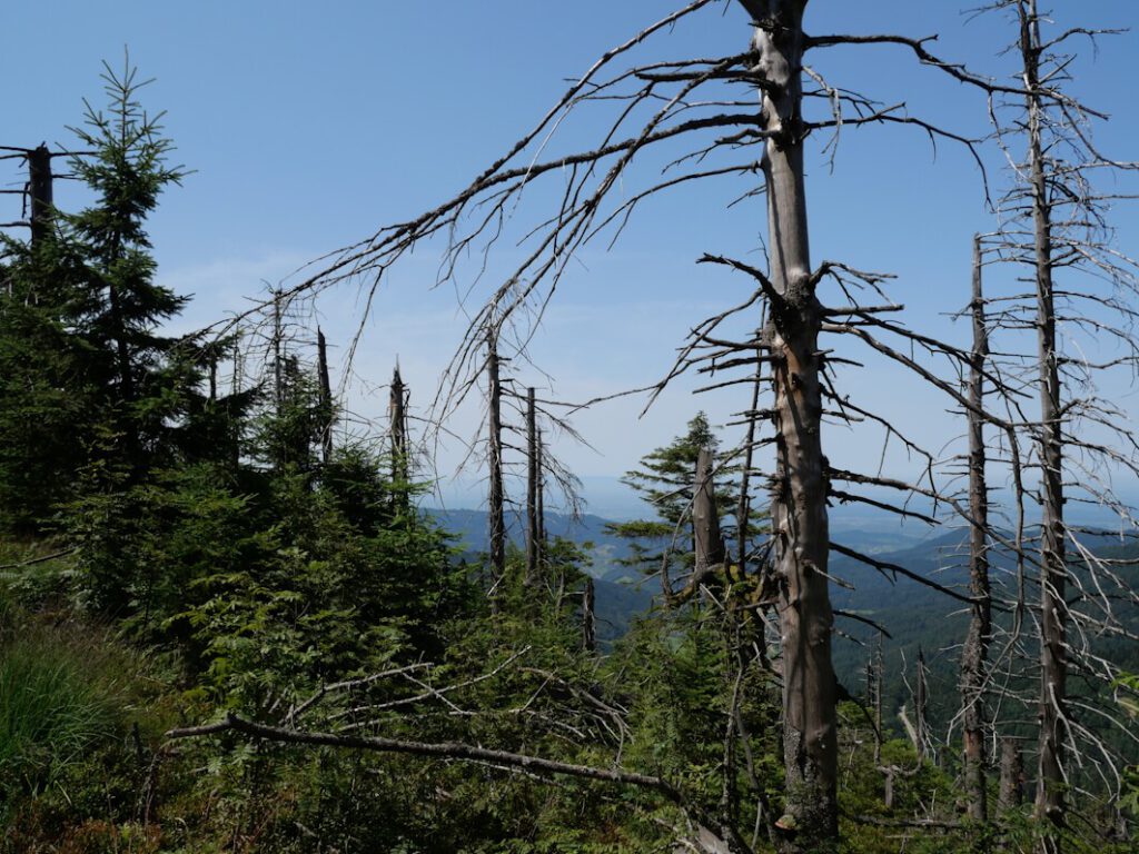 Zeit heilt alle Wunden - in der Natur ein gültiges Prinzip.