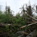 Zeit heilt alle Wunden - die Regeneration im Wald zeigt das gut.