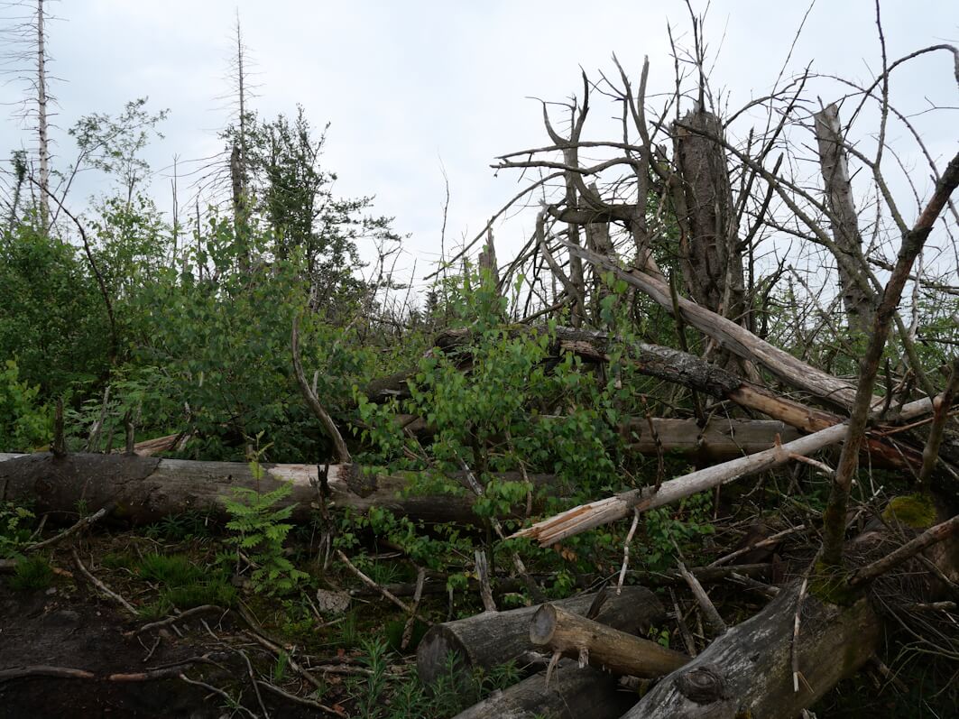 Zeit heilt alle Wunden - die Regeneration im Wald zeigt das gut.